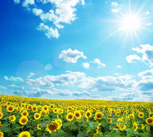 Blooming field of sunflowers on blue sky — Stock Photo, Image