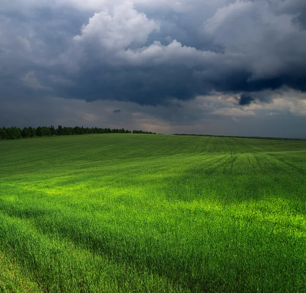 Green field — Stock Photo, Image