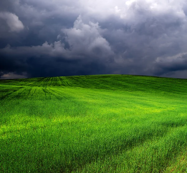 Green field — Stock Photo, Image