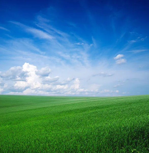 Campo verde — Fotografia de Stock