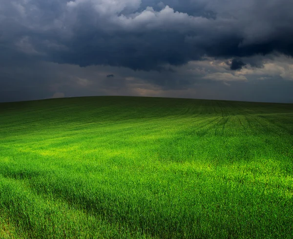 Grüne Wiese — Stockfoto