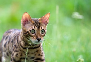 Kedi.