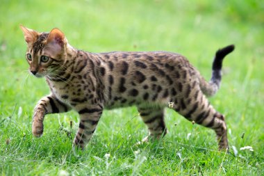 çim üzerinde kedi