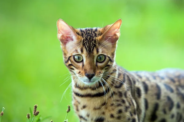 Cat on lawn — Stock Photo, Image