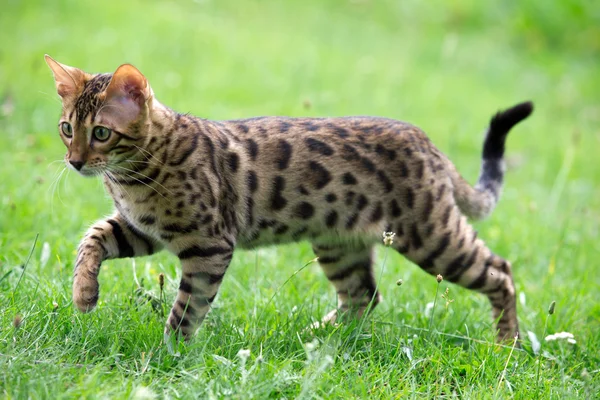 芝生の上の猫 — ストック写真