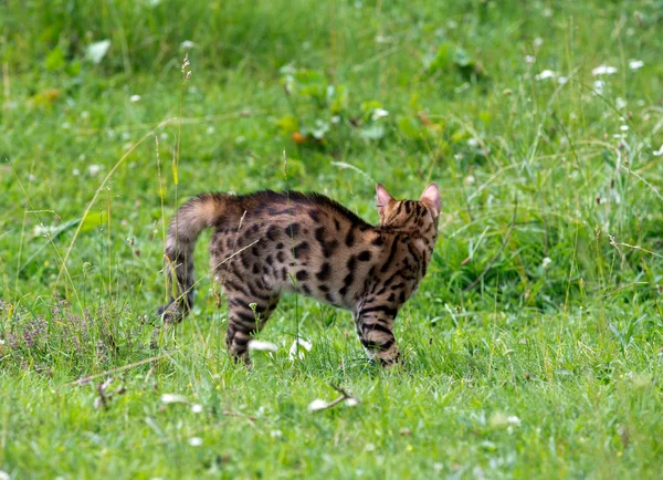 Kočka na trávníku — Stock fotografie