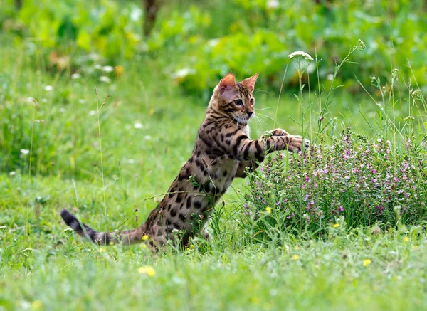 Cat on lawn — Stock Photo, Image