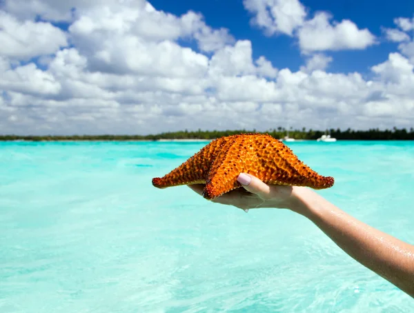 Starfish — Stock Photo, Image