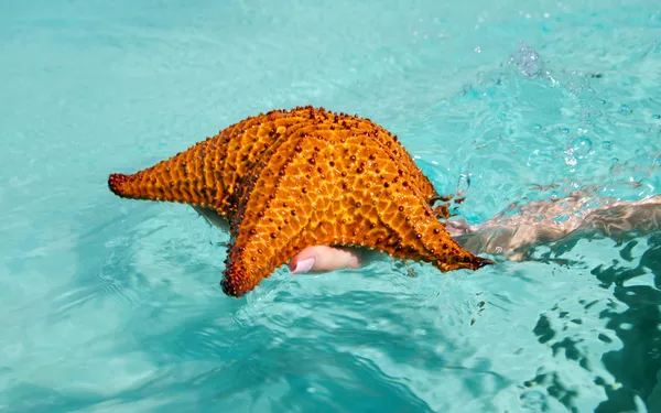 Starfish — Stock Photo, Image