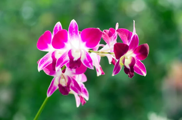 Orchid — Stock Photo, Image