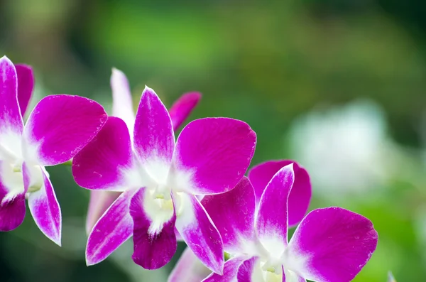 Orchidee — Stockfoto