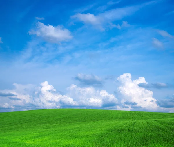 Green field — Stock Photo, Image