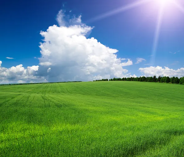 Grönt fält — Stockfoto