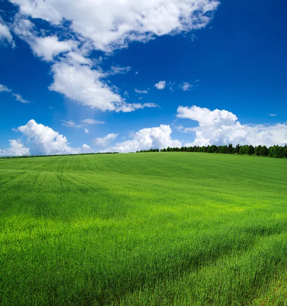 Green field — Stock Photo © Pakhnyushchyy 13360257