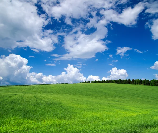 Grönt fält — Stockfoto