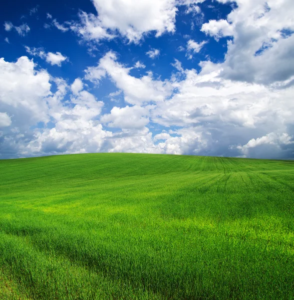 Grüne Wiese — Stockfoto