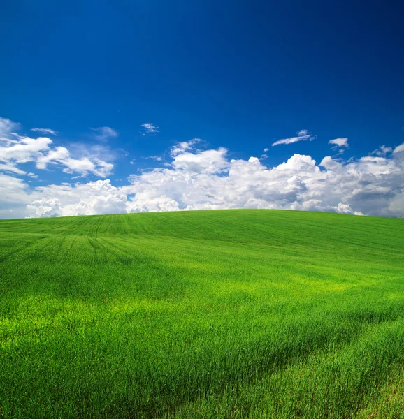 Campo verde — Fotografia de Stock