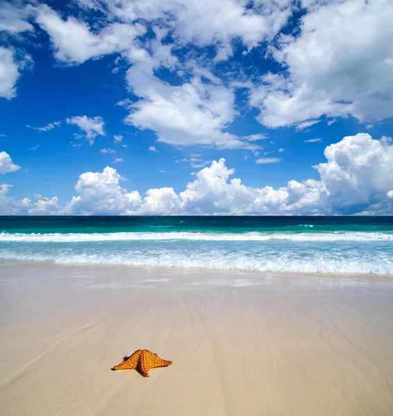 Tropical sea — Stock Photo, Image