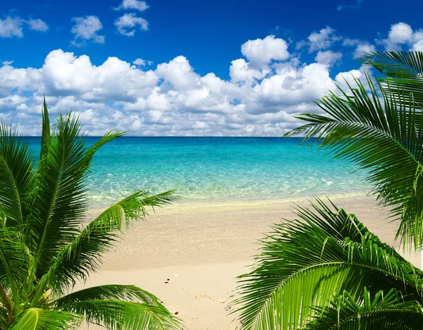 Tropical sea — Stock Photo, Image