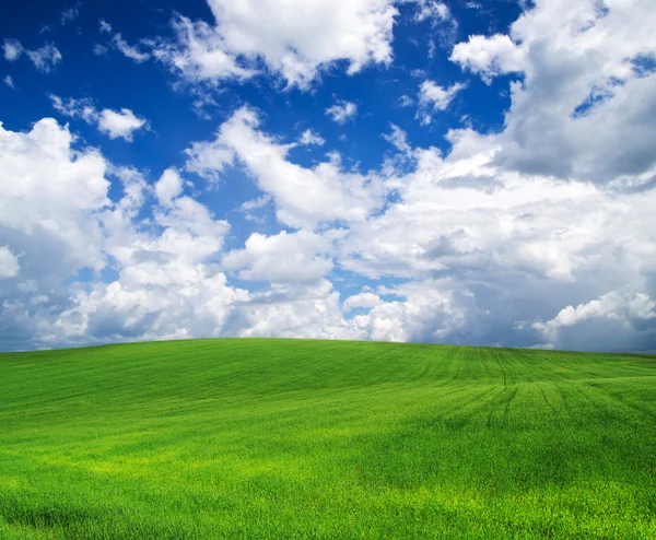 Grüne Wiese — Stockfoto