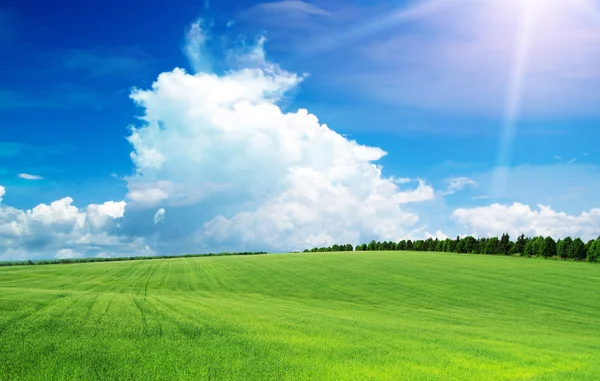 Green field — Stock Photo, Image