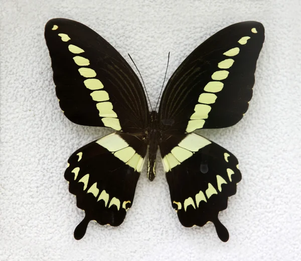 Papillon — Photo