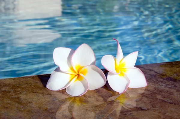 Yüzme Havuzu üzerinde çiçek