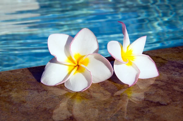 Flor en la piscina — Foto de Stock