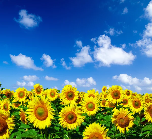 Sunflower field — Stock Photo, Image