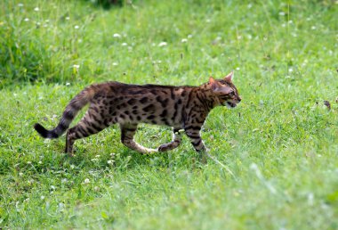 Kedi.
