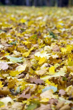 Sonbahar Yaprakları