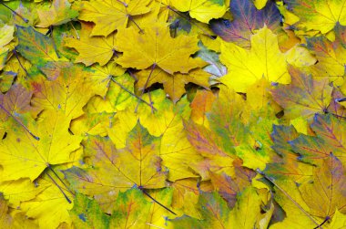 Sonbahar Yaprakları