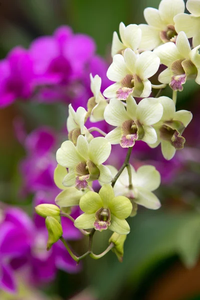 Orchid — Stock Photo, Image