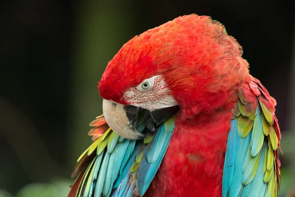 Parrot — Stock Photo, Image