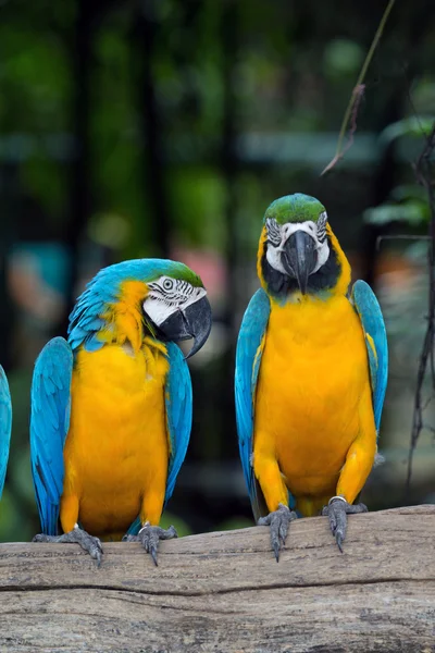 Parrots — Stock Photo, Image