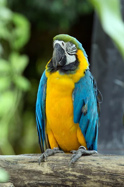 Parrot — Stock Photo, Image