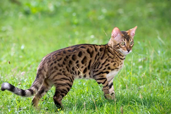 Gato. — Fotografia de Stock