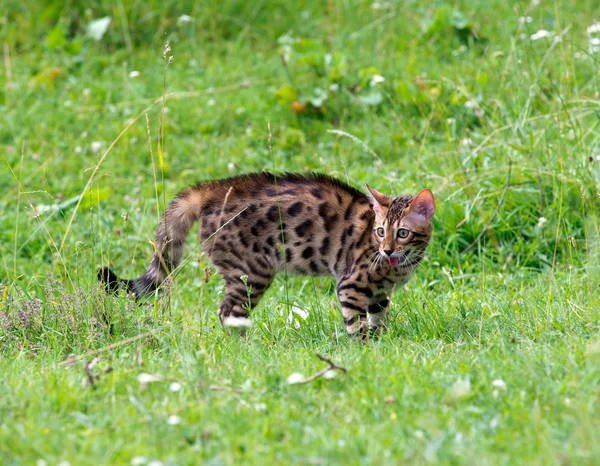 Gatto. — Foto Stock