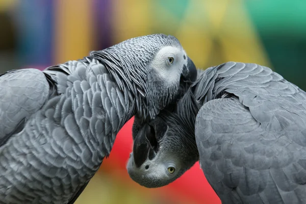 Parrot — Stock Photo, Image