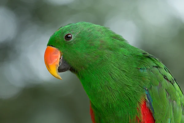 Parrot — Stock Photo, Image