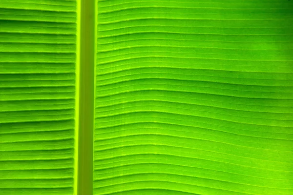 Grönt blad — Stockfoto