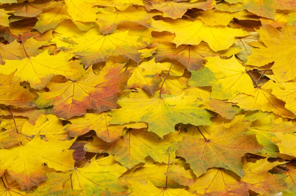 紅葉 — ストック写真