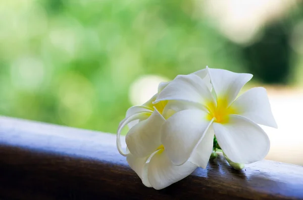 Flores de Frangipani — Fotografia de Stock