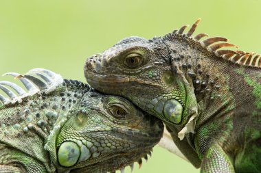 Iguana