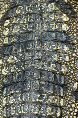 Timsah derisi dokusu