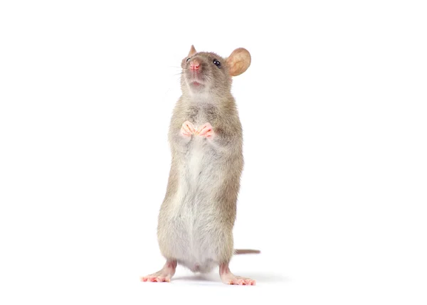 Rat — Stock Photo, Image