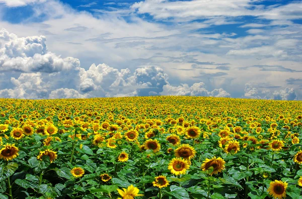 Champ de tournesol — Photo