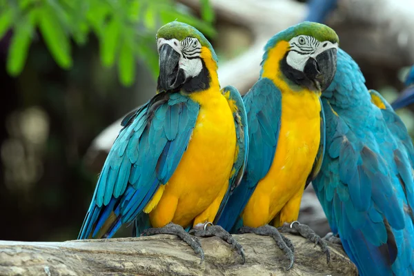 Parrots — Stock Photo, Image