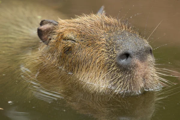 Capybara — Φωτογραφία Αρχείου