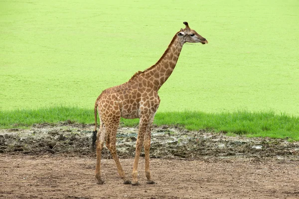 Giraffe — Stock Photo, Image